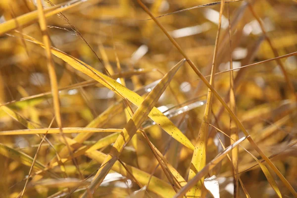 Жовте лезо під час осені — стокове фото