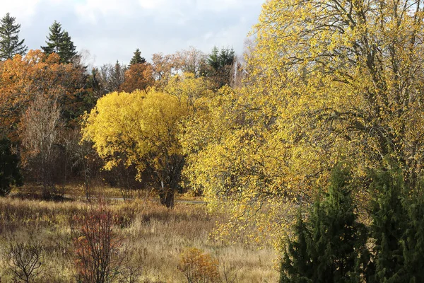 Árbol de sauce amarillo durante el otoño — Foto de Stock