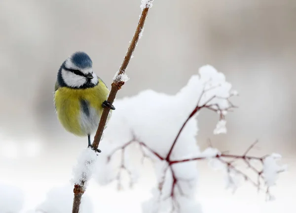 Cute blue tit bird sitting on a branch covered with snow