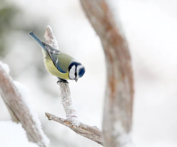 Mignon mésange bleu oiseau assis sur une branche couverte de neige — Photo