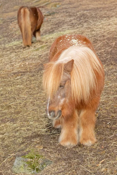 İki uzun saçlı sevimli ponys — Stok fotoğraf