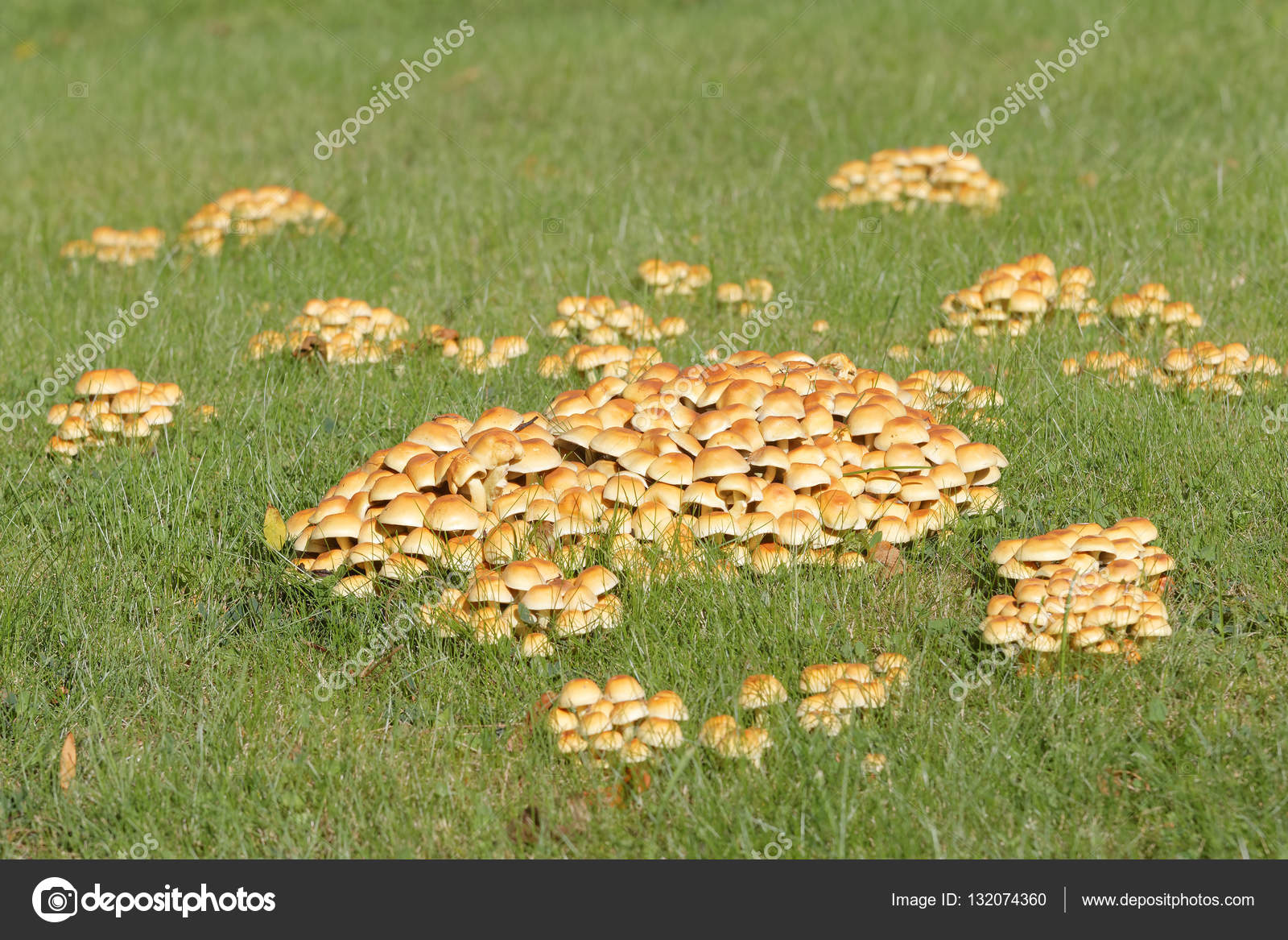 Many yellow mushroom growing on the grass — Stock Photo © Hans_Chr