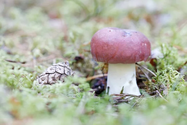 Крупный план гриба с булочкой и сосновой шишкой — стоковое фото