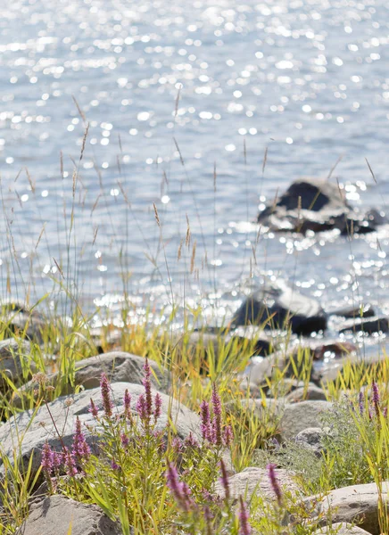 Purple Flowers Grass Growing Rocky Coastline Glittering Blue Sea Background — Stock Photo, Image