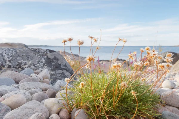 Rocky coastline, closeup of white flowers and blue sea — Stock Photo, Image