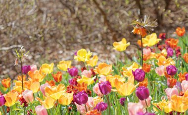 Color burst of very colorful tulips in violet, pink, yellow and red (latin name: tulipa gesneriana). Short depth of focus. Trees in the background