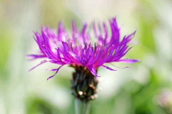 Closeup Violet Cornflower Bachelor Button Latin Cyanus Bachelors Green Background — Stock Photo, Image