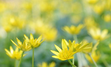 Sarı küçük kırlangıçotu çiçekler