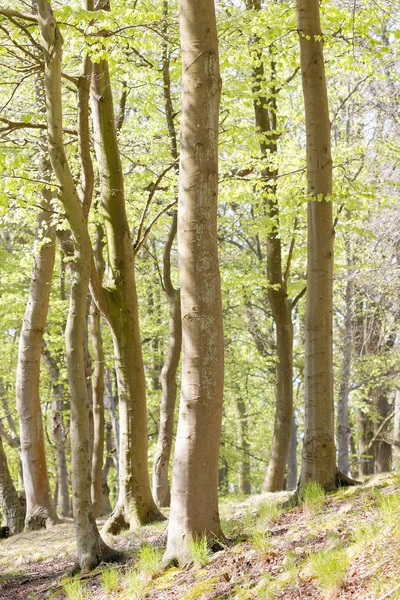Bosque de haya con hoja verde brillante en primavera — Foto de Stock