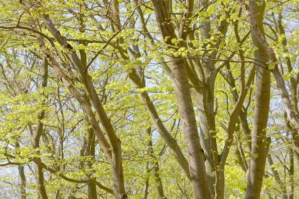 Floresta de faia com folha verde brilhante na primavera — Fotografia de Stock
