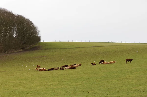 Manada de vacas que yacen en la hierba en el pasto —  Fotos de Stock