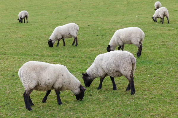 Stado owiec jedzenia trawy na pastwisku — Zdjęcie stockowe
