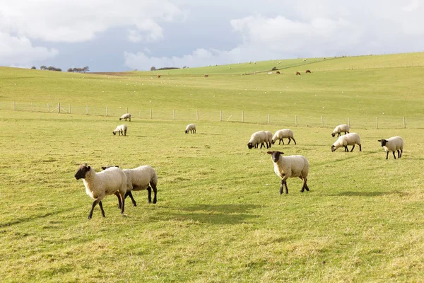 Troupeau Moutons Mangeant Herbe Dans Pâturage — Photo
