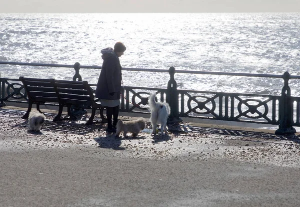 Tahta üzerinde üç köpek, adam denizde olan kadın — Stok fotoğraf