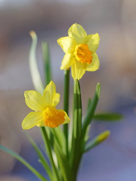 Κίτρινο Λουλούδι Ασφόδελου Γκρι Φόντο — Φωτογραφία Αρχείου
