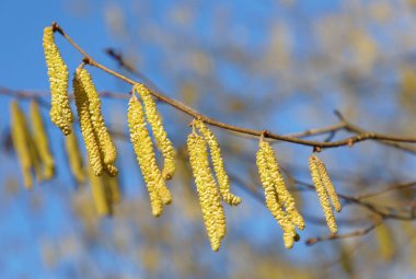 Sarı huş ağaçları daldan sarkan