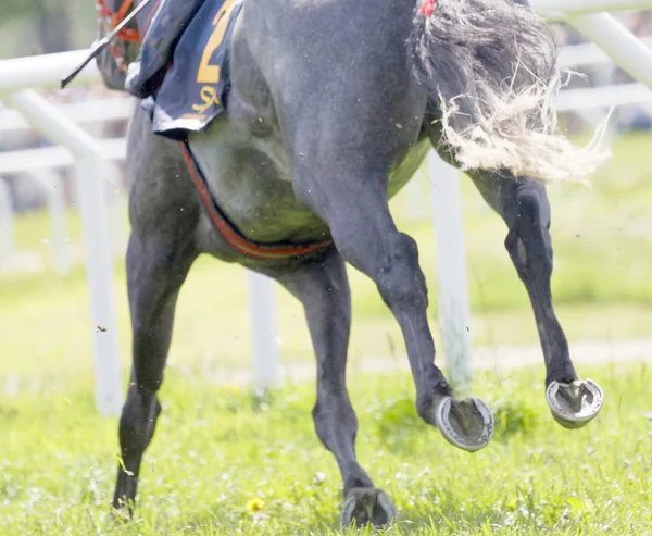 Stockholm Suécia Junho 2017 Pernas Cavalo Corrida Árabe Nationaldags Galoppen — Fotografia de Stock