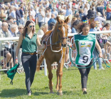 Stockholm, İsveç - Haziran 06, 2017: Dört nala koşan Arap yarış atını süren iki genç kadın, Gardet 'deki Nationaldags Galoppen' in arka planında seyirci. 6 Haziran 2017 Stockholm, İsveç