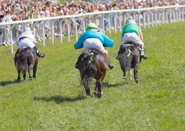 Stockholm Suecia Junio 2017 Comienzo Carrera Caballos Pony Gallop Vista —  Fotos de Stock