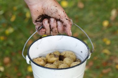 Patates tam bir kova tutarak bir çiftçinin cloddy el