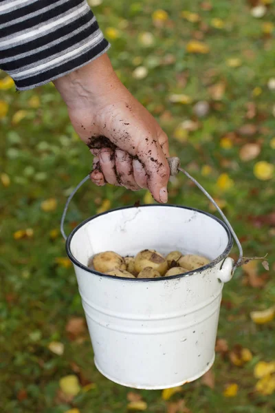 Cloddy hand van een boer die houden van een emmer vol met aardappel — Stockfoto