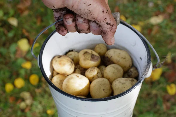 Patates tam bir kova tutarak bir çiftçinin cloddy el