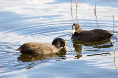 İki yaban ördeği suda yüzüyor