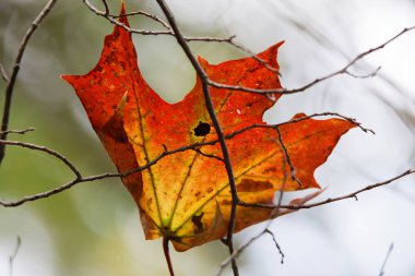 Bir tek arkadan aydınlatmalı kırmızı ve sarı akçaağaç yaprağı sonbahar sırasında