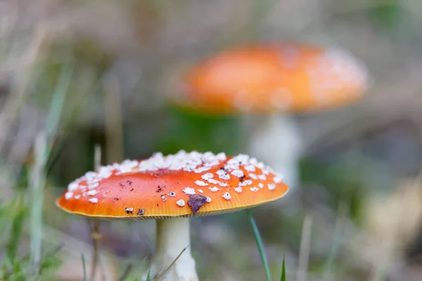 Smrti čepici nebo Muchomůrka hub a žluté listy na zemi — Stock fotografie