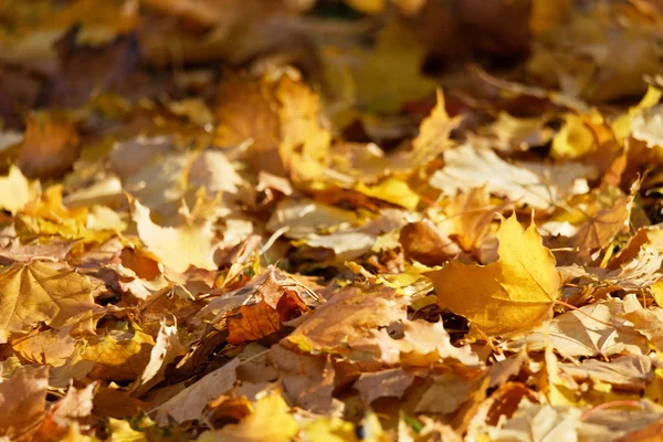 Жовті листки на землі восени — стокове фото