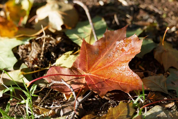 Hojas rojas y amarillas en el suelo durante el otoño — Foto de Stock