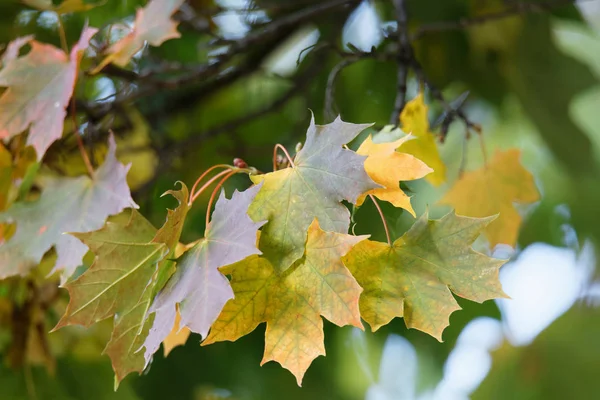 Гілка Зеленим Жовтим Кленовим Листям Восени — стокове фото