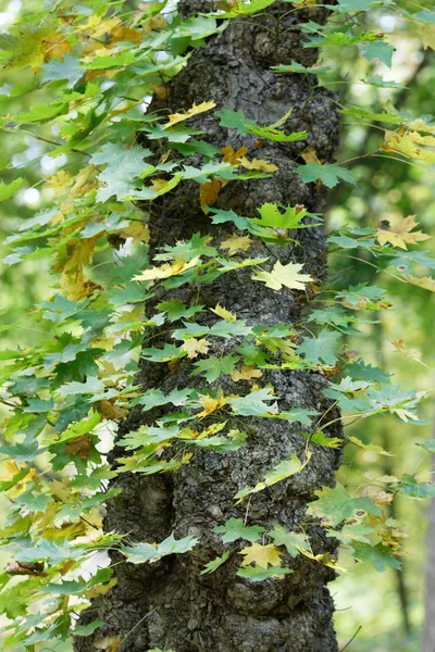 Hermoso árbol de arce cubierto de muchas hojas durante el otoño — Foto de Stock