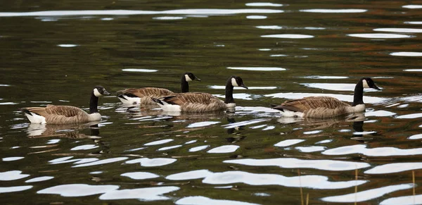 Gruppe von Kanadagänsen schwimmt gemeinsam im grünen Wasser — Stockfoto