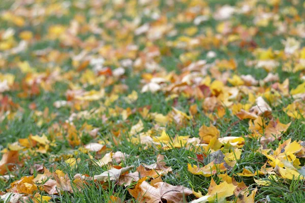 Yellow and brown maple leaf on the grass during autumn Stock Picture