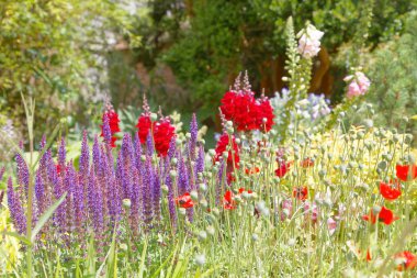 Güzel leylak ve kırmızı çiçekler bir flowerbed içinde TZB ağaçlarda