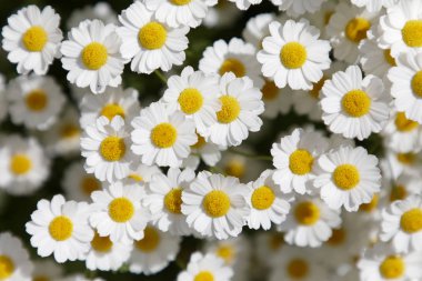 Closeup of white Feverfew flowers clipart