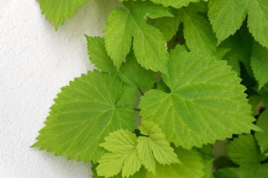 Beyaz bir duvar üzerinde asması bitkinin yaprak