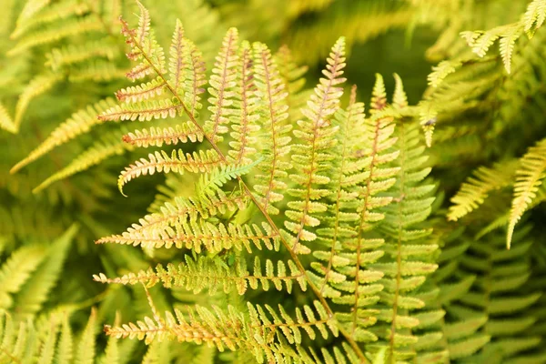 Closeup Green Fern Plant — Stock Photo, Image