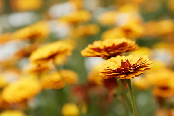 Muchas flores de Zinnia naranja, poca profundidad de campo —  Fotos de Stock