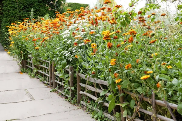 Flor de caléndula naranja creciendo dentro de una valla de madera —  Fotos de Stock