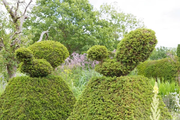 Eiben in Form von Vögeln im Garten — Stockfoto