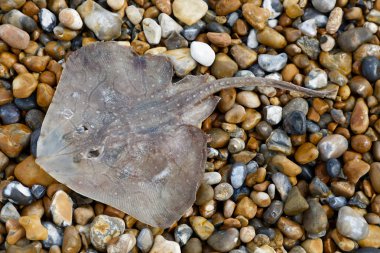 Küçük Ray'i çakıl plajı üzerinde döşeme