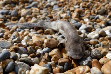 Bebek köpekbalığı çakıl plaj