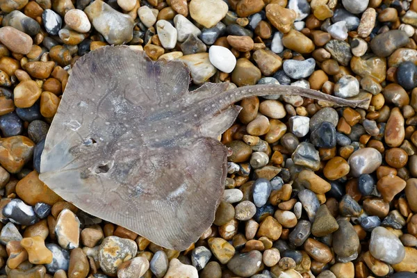 Küçük Ray'i çakıl plajı üzerinde döşeme