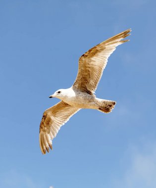 Martı ve arka plan mavi yaz gökyüzünde uçan