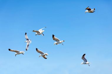 Uçan martı ve mavi yaz gökyüzünde mücadele akın 