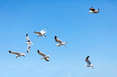 Uçan martı ve arka plan mavi yaz gökyüzünde mücadele akın