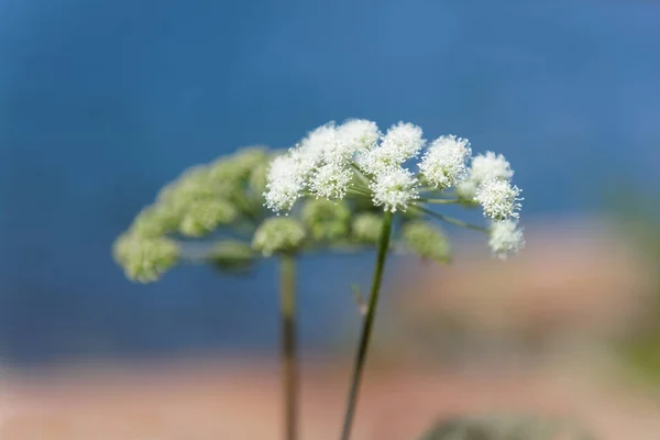 Nahaufnahme der weißen Königin Annes Spitzen Blume, defokussierte blaue Backgr — Stockfoto
