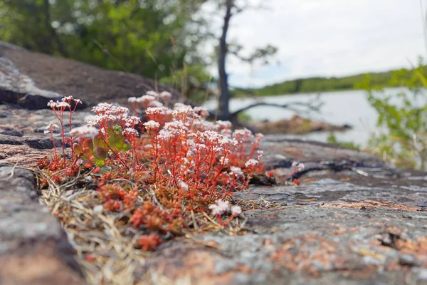 백색과 빨강 즙이 많은 꽃, 바다와 바위는 b에서의 근접 촬영 — 스톡 사진